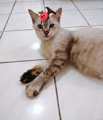 Xiao Bai - Domestic Medium Hair Cat