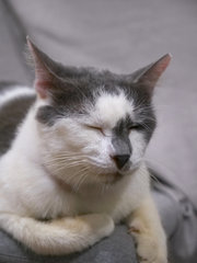 Hensem  - Domestic Short Hair Cat