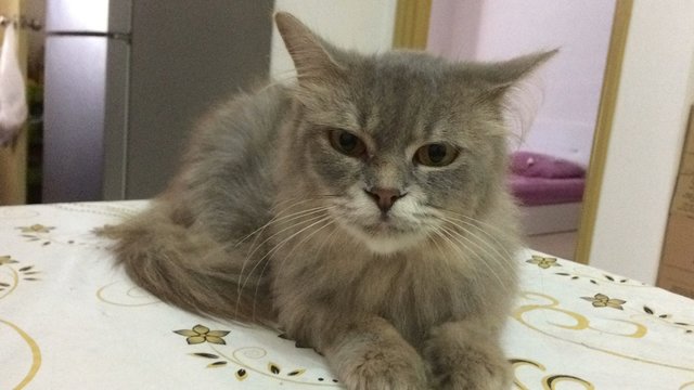 Bella - Domestic Long Hair Cat