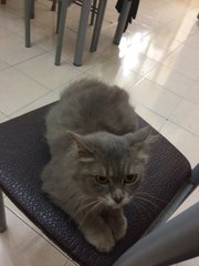 Bella - Domestic Long Hair Cat