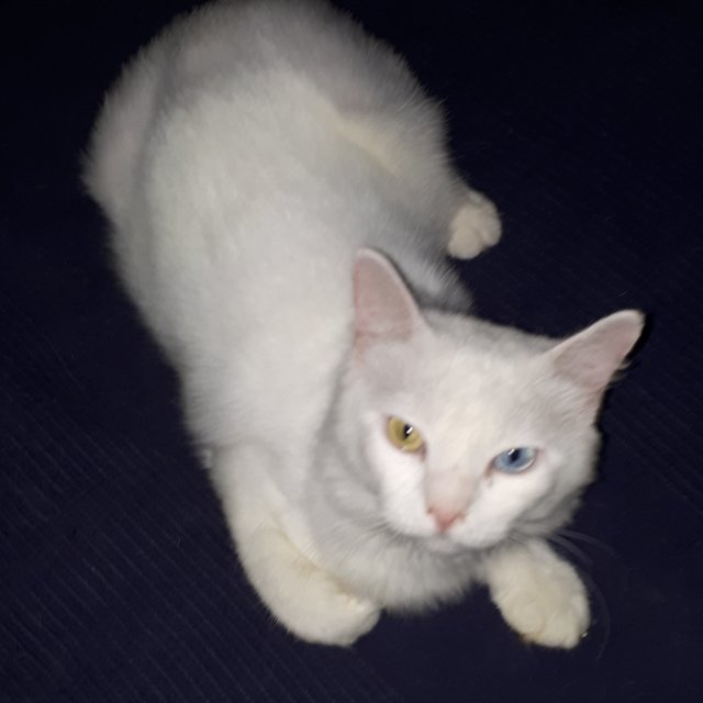 Muza - Turkish Angora Cat