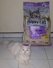 Muza - Turkish Angora Cat