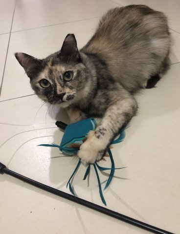 Stella - Domestic Medium Hair Cat