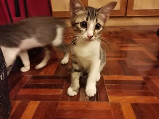 Paprika - Domestic Short Hair Cat