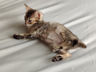 Cincau - Domestic Short Hair Cat