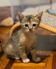 Foxy - Domestic Short Hair Cat