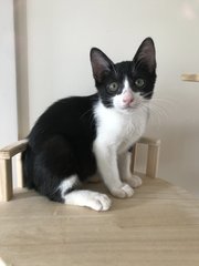 Popper - Domestic Short Hair Cat