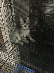 Grey Kittens - Domestic Short Hair Cat