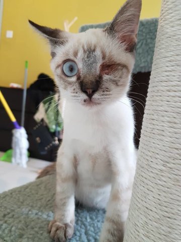Casper - Domestic Medium Hair + Siamese Cat