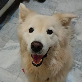 Einstein - Samoyed + Golden Retriever Dog