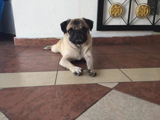 Teddy 