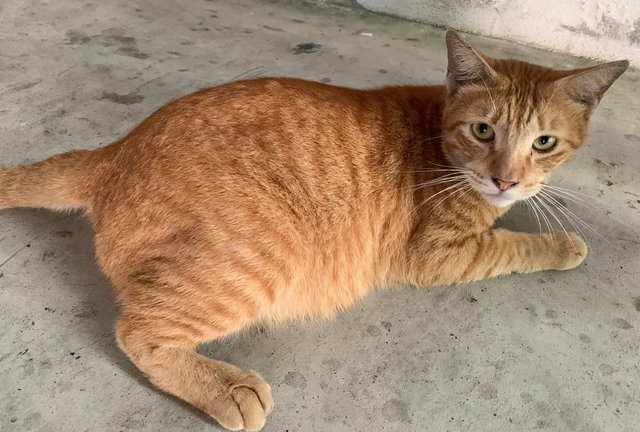 Ginger Boy - Domestic Short Hair Cat