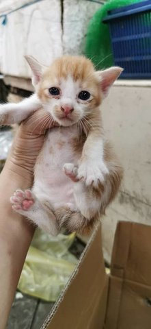 Baby Sun Kissed - Domestic Short Hair Cat