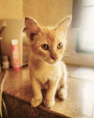 Cats For Adoption, All Ages From Selangor, Malaysia - PetFinder.my