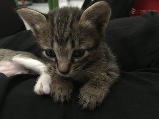 Grey - Domestic Short Hair Cat