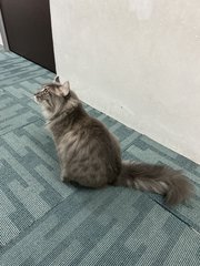 Fluffy - American Curl + Maine Coon Cat