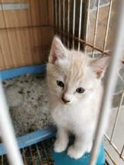 Chanel - Burmese Cat
