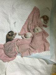 newly born babies