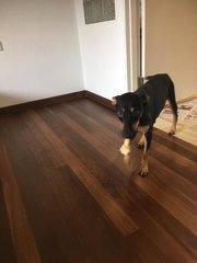 Kayla (Toilet Trained) - Doberman Pinscher Dog