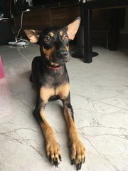 Kayla (Toilet Trained) - Doberman Pinscher Dog