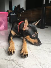 Kayla (Toilet Trained) - Doberman Pinscher Dog