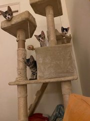 Kittens 🥰