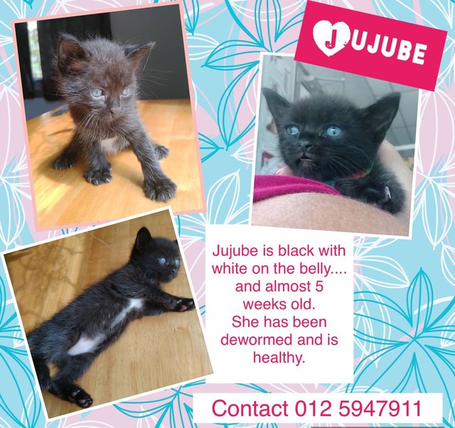 Jujube  Adopted - Domestic Short Hair Cat