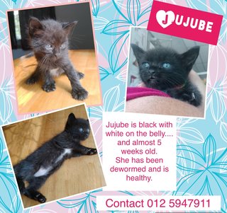 Jujube  Adopted - Domestic Short Hair Cat