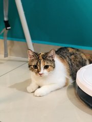 Miki - British Shorthair + Scottish Fold Cat