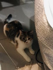 Miki - British Shorthair + Scottish Fold Cat