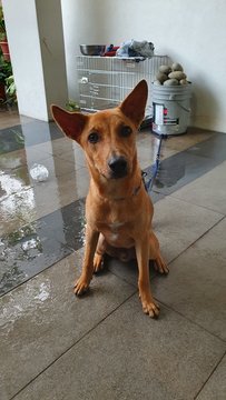 Ollie - Mixed Breed Dog