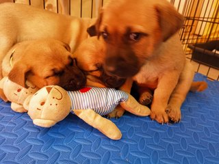 napping with her siblings