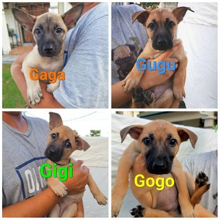 Gigi - Mixed Breed Dog
