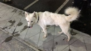 Hachiko - Mixed Breed Dog