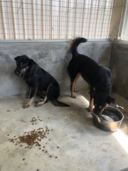 Male: Tiger Female: Lucy - Mixed Breed Dog
