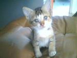Marcella - Domestic Short Hair Cat