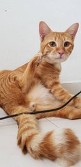 Yuan Yuan - Domestic Short Hair Cat