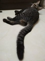 Jojo - Domestic Medium Hair Cat