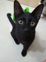 Female Black - Domestic Medium Hair Cat