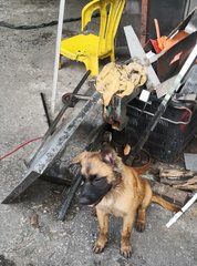 Princess - Mixed Breed Dog