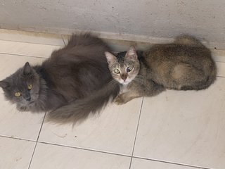 Cats - Domestic Long Hair Cat