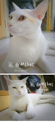 Mibai 米白 - Domestic Medium Hair Cat