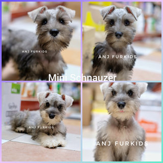 Quality Female Mini Schnauzfer Puppies - Schnauzer Dog
