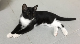 Tuxedo Kitten - Tuxedo Cat