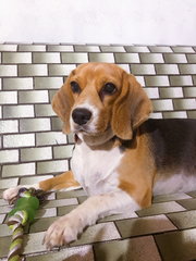 Rosie - Beagle Dog