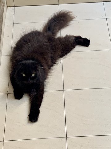 Obi - Domestic Long Hair Cat