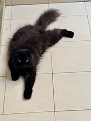 Obi - Domestic Long Hair Cat