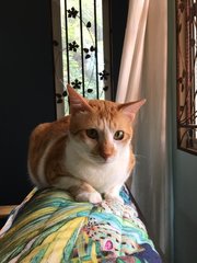 Olaf - Domestic Short Hair Cat