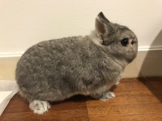 Teddy - Netherland Dwarf Rabbit