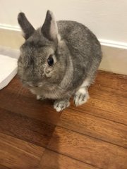 Teddy - Netherland Dwarf Rabbit